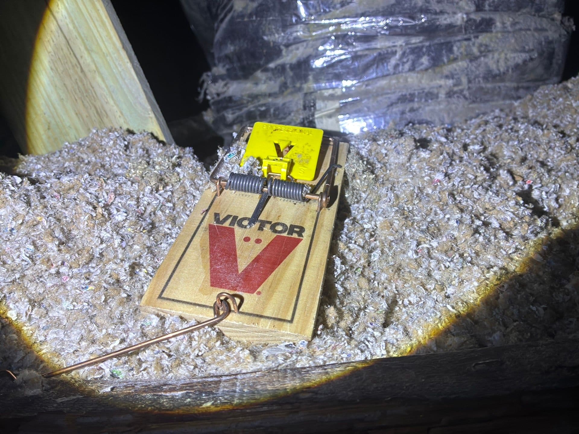 Rat trap sitting on attic insulation found during a Tampa home inspection