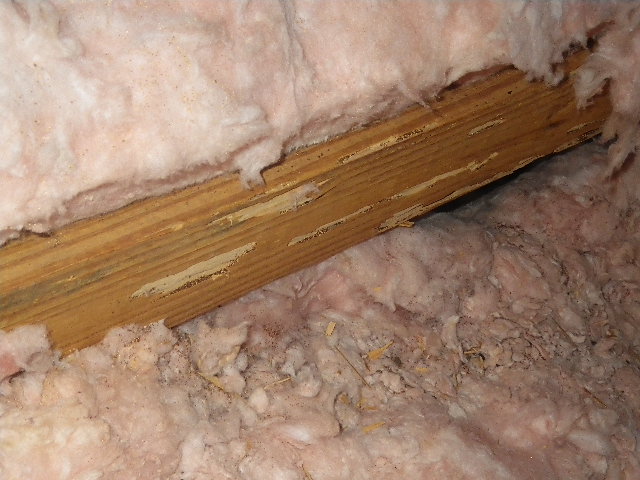 Drywood Termite Damage